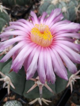 Echinocactus horizonthalonius cv. Sirotoge Suiheimaru